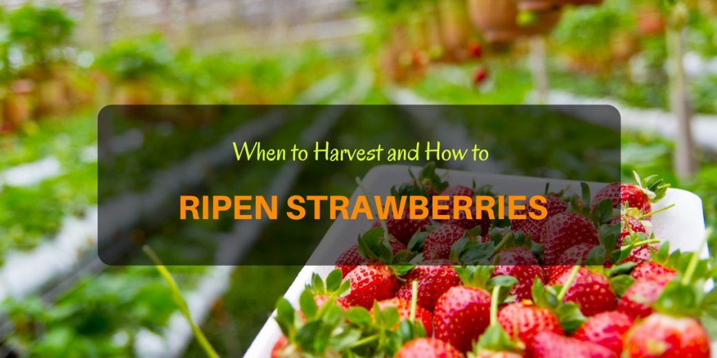 Strawberries-Featured