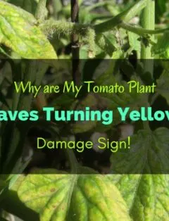 Why are My Tomato Plant Leaves Turning Yellow