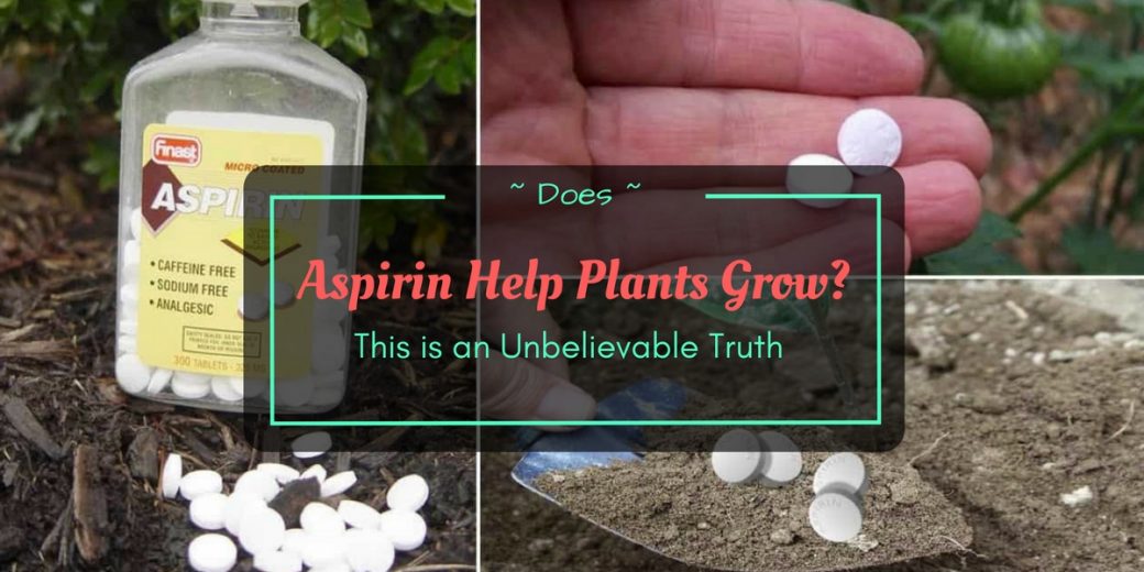 Does Aspirin Help Plants Grow? This is an Unbelievable Truth