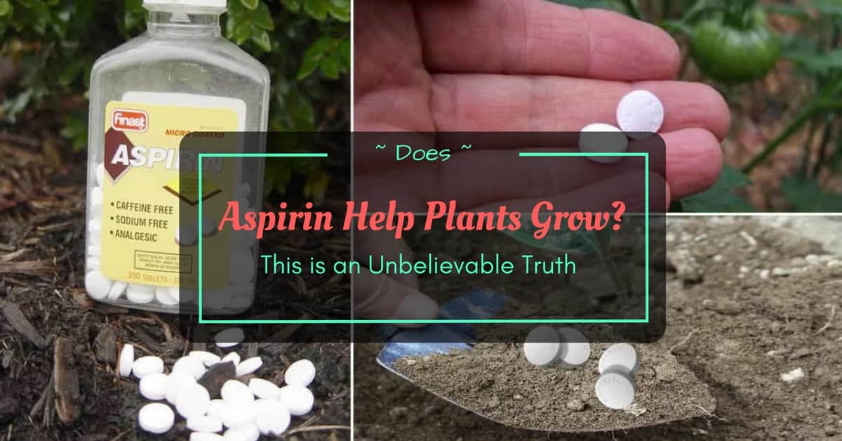 Does Aspirin Help Plants Grow