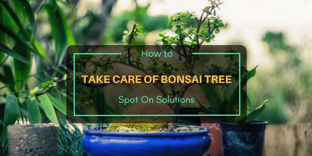 How to Take Care of Bonsai Tree - Spot On Solutions