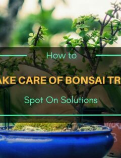 How to Take Care of Bonsai Tree