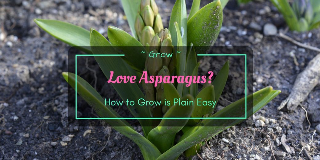 Grow-Asparagus