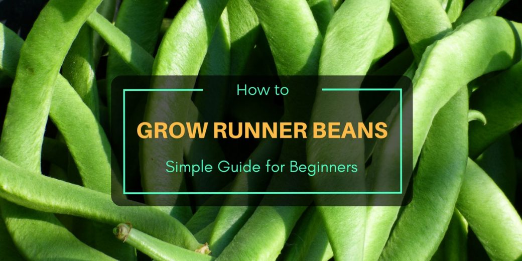 Grow-Runner-Beans