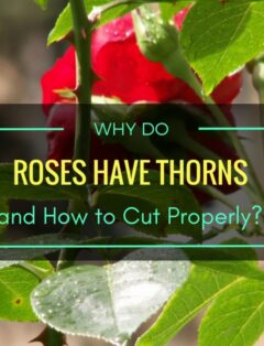 Why Do Roses Have Thorns