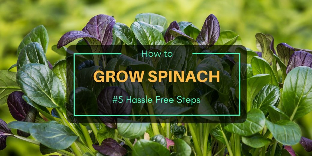 Spinach-2