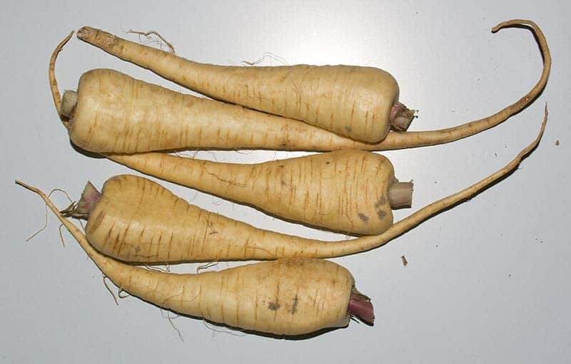 Parsnips - How to Store Radishes