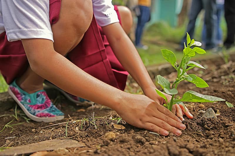 Horticulture vs Botany