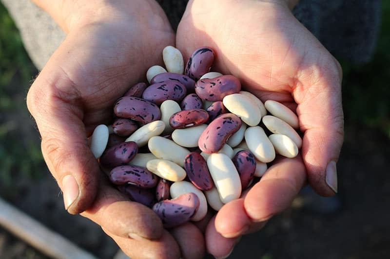 How to Grow Runner Beans