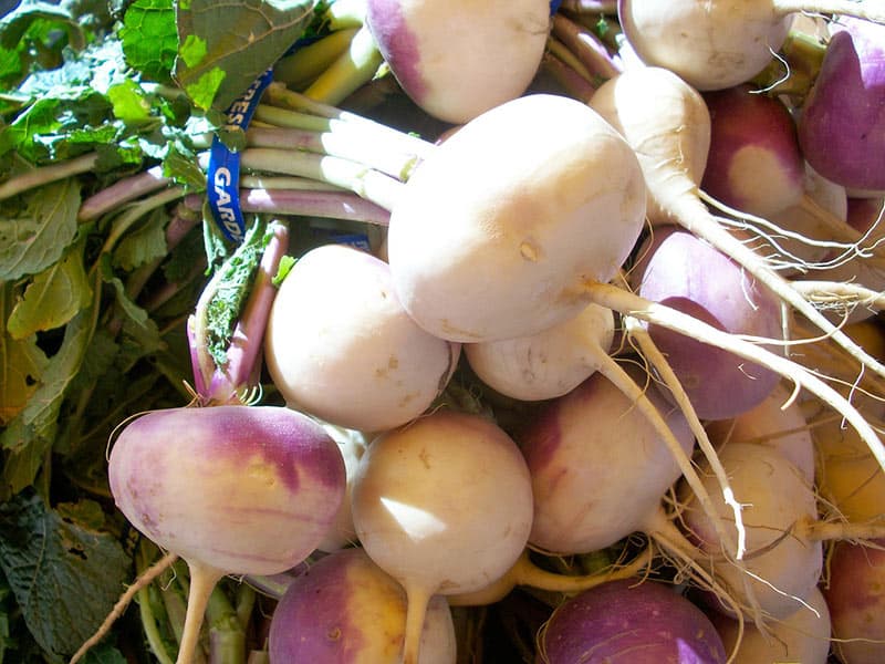Turnips - How to Store Radishes