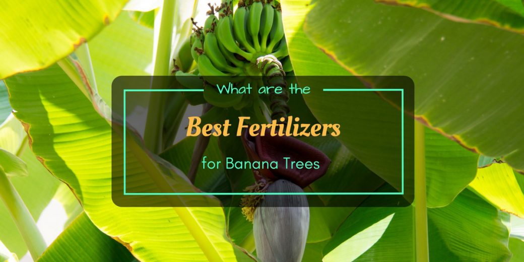 Banana-Trees