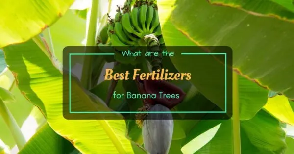 Best Fertilizers for Banana Trees