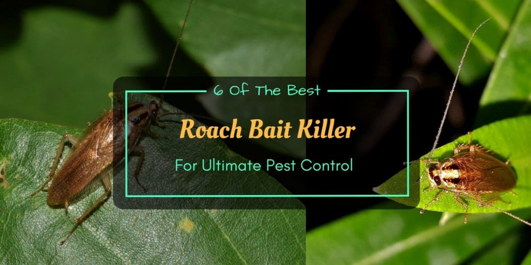Best-Roach-Bait-Killer