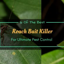 Best-Roach-Bait-Killer