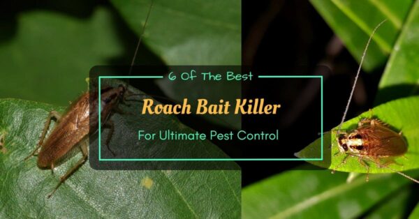 Best Roach Bait Killer