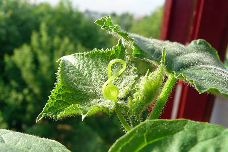 Cucumber - Fast Growing Hydroponic Plants