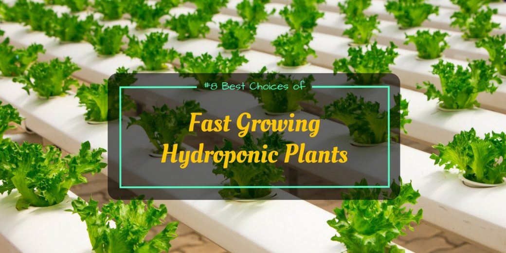 Fast-Growing-Hydroponic