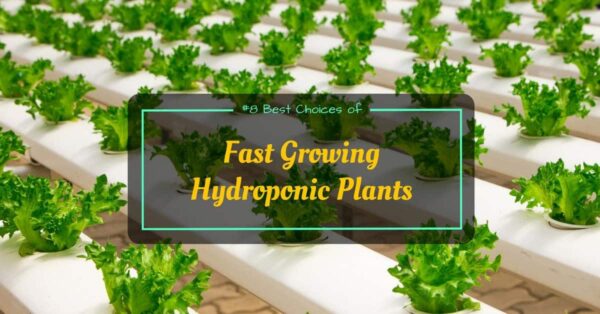 Fast Growing Hydroponic
