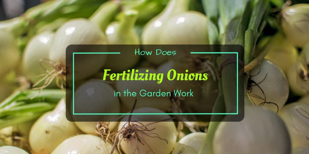 Fertilizing-Onions
