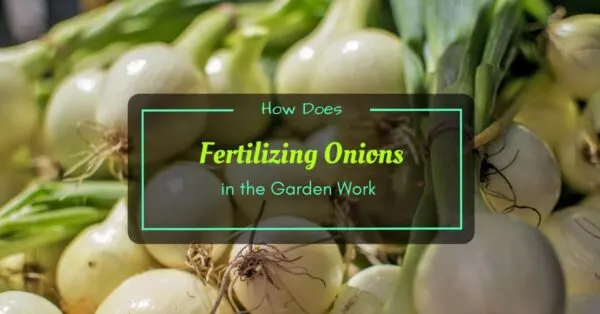 How to Fertilize Onions
