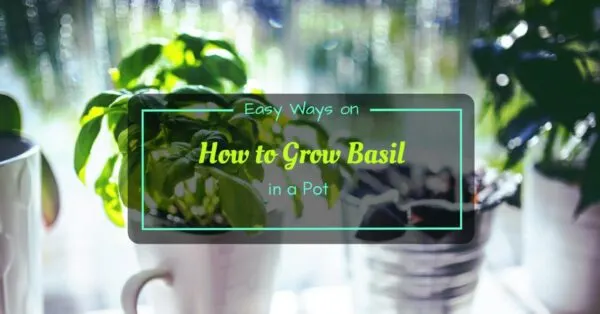 How to Grow Basil in a Pot