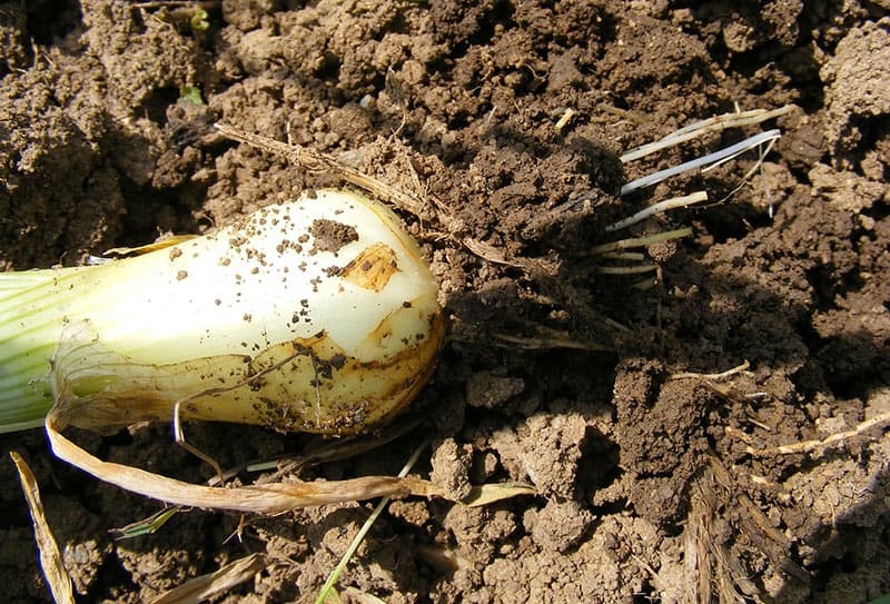 How to Fertilize Onions