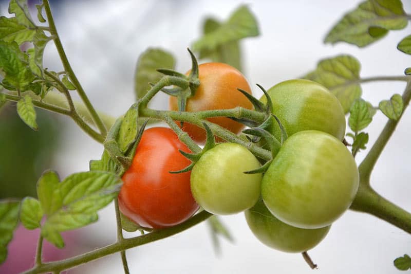 How Far Apart to Plant Tomatoes