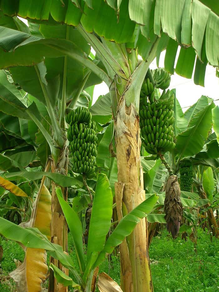 Best Fertilizers for Banana Trees