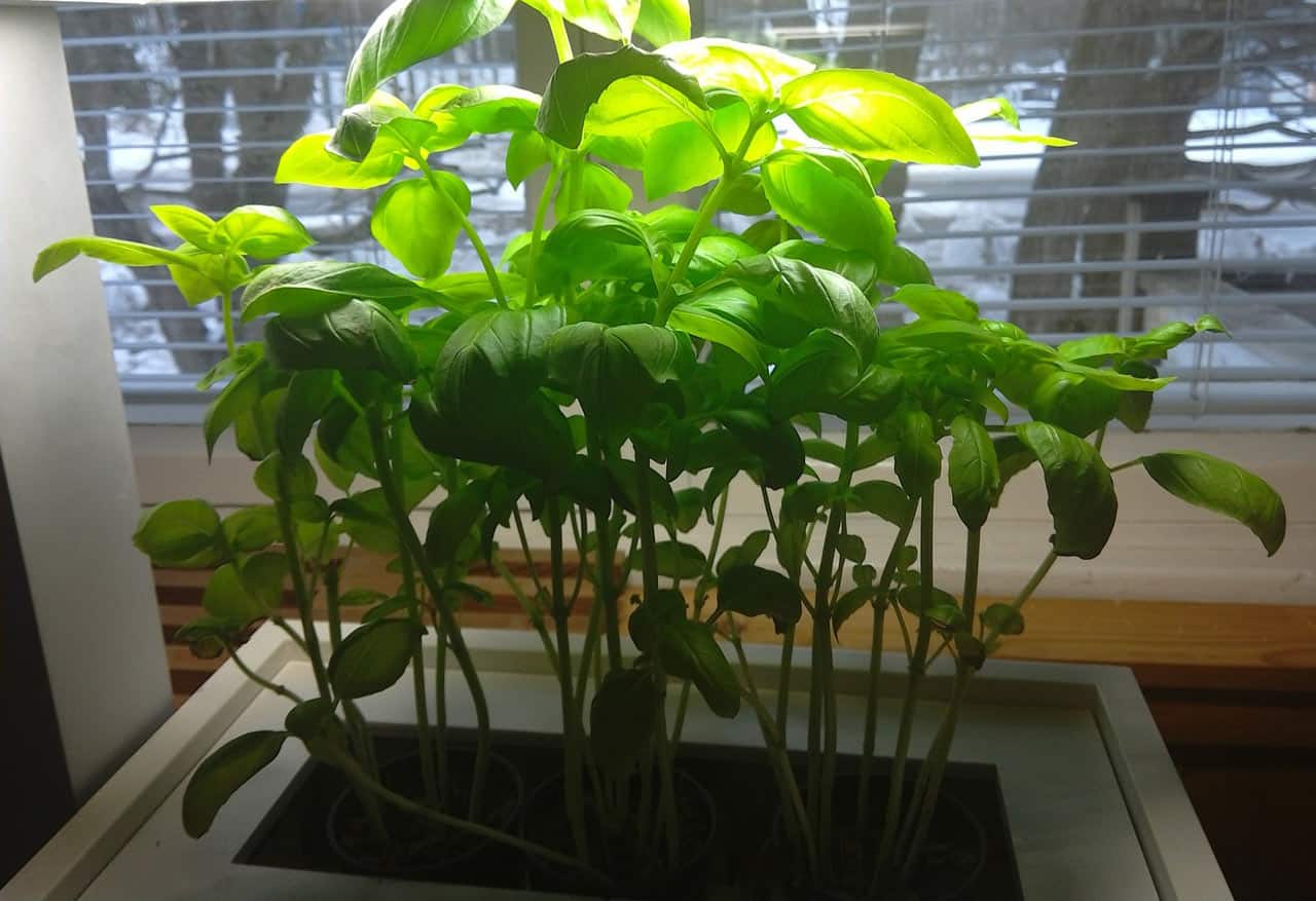 How to Grow Basil in a Pot