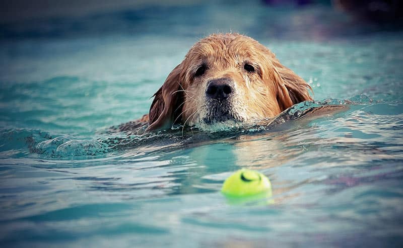 Provide a Small Pool - Dog Friendly Backyard Ideas
