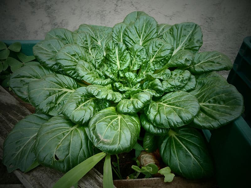 Spinach - Fast Growing Hydroponic Plants