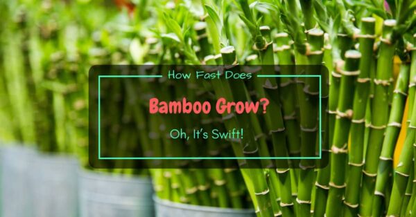 How Fast Does Bamboo Grow