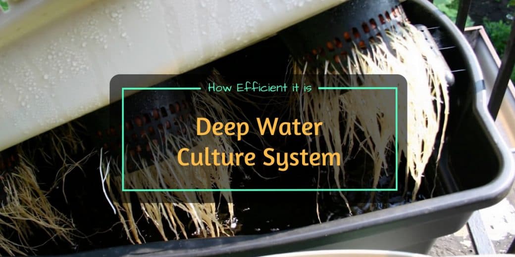 Deep-Water-Culture-System