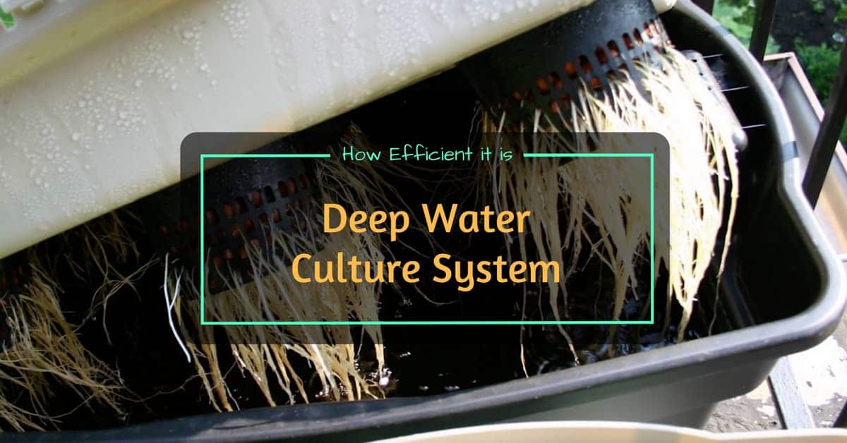 Deep Water Culture System How Efficient It Is