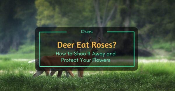 Does Deer Eat Roses