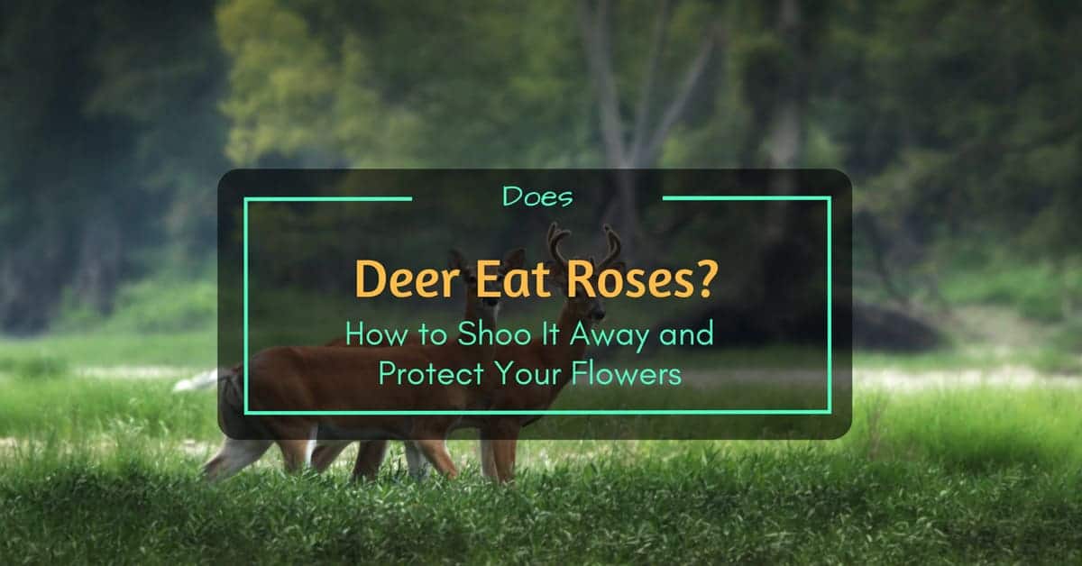 Does Deer Eat Roses? How to Shoo It Away and Protect Your Flowers