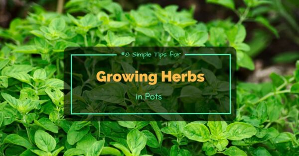 Growing Herbs in Pots