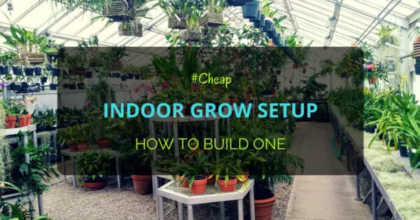 Cheap Indoor Grow Setup