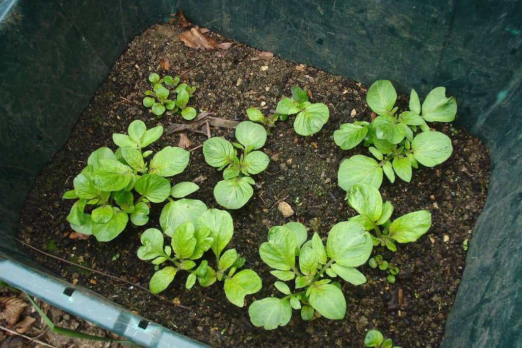 Containers For Homes With No Soil