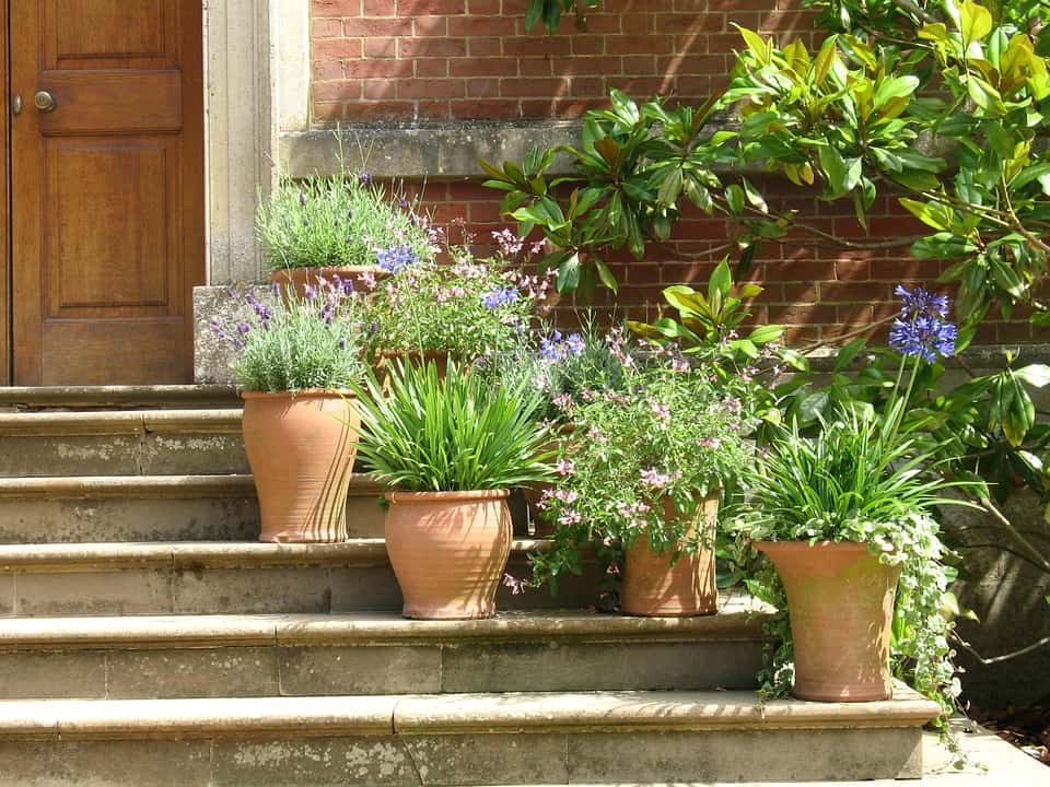 Terracotta Plant Pot Flowers Steps Pots Plants