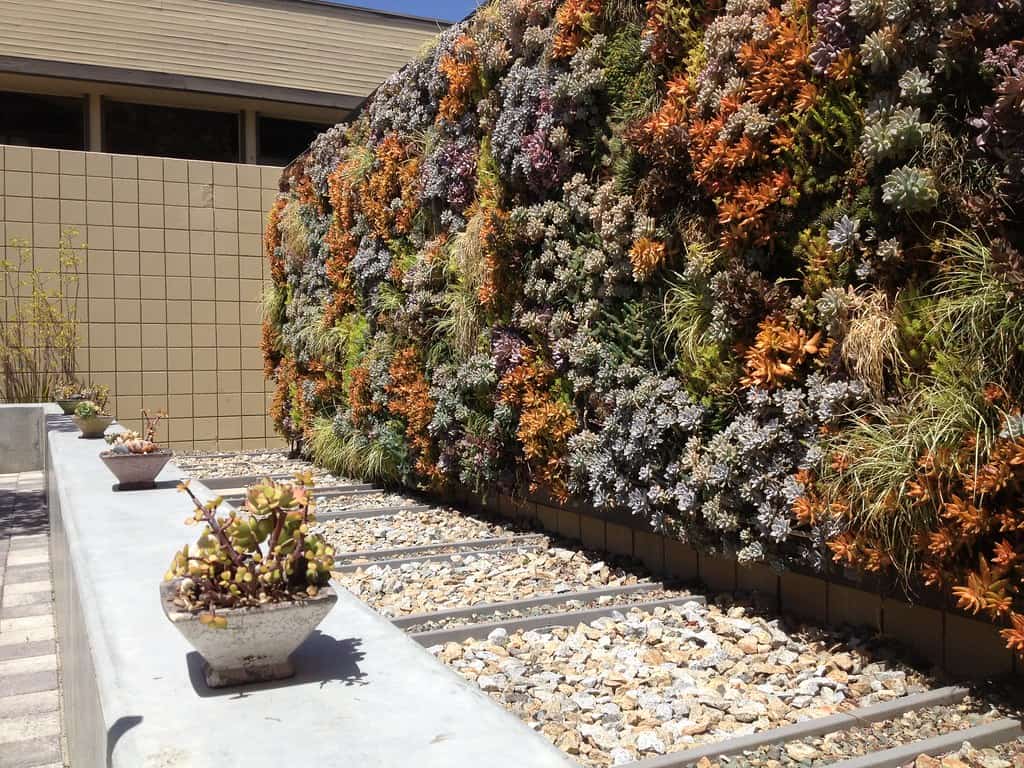 Succulent Garden