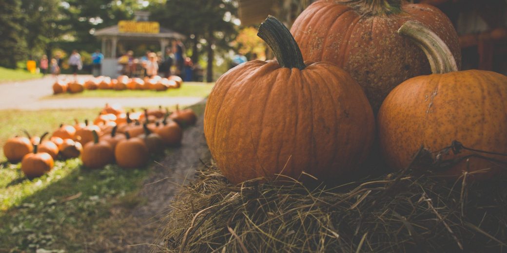 How To Grow Pumpkins 1