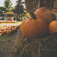 How To Grow Pumpkins 1