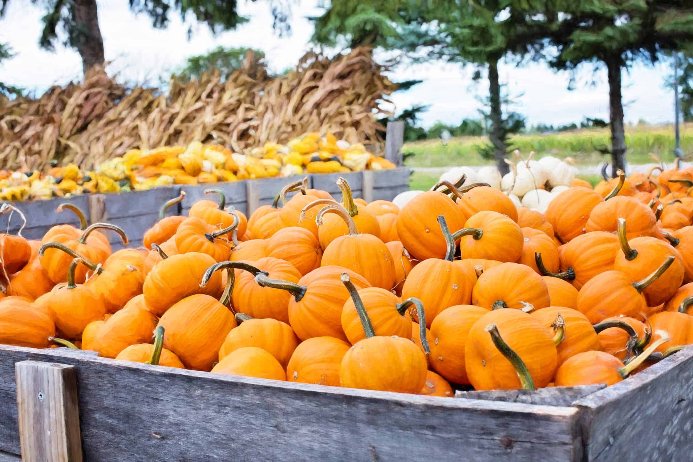 How To Grow Pumpkins 2