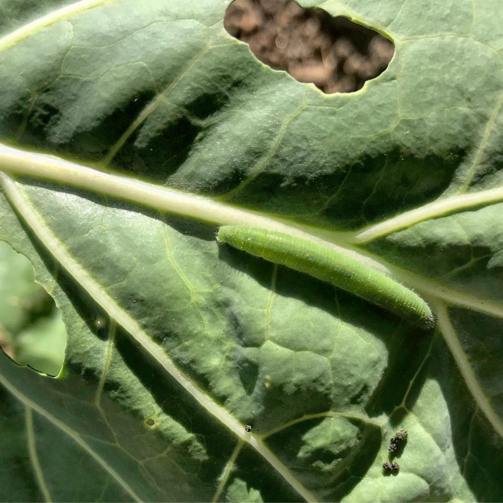 Cabbage Worms How To Plant Brussel Sprouts