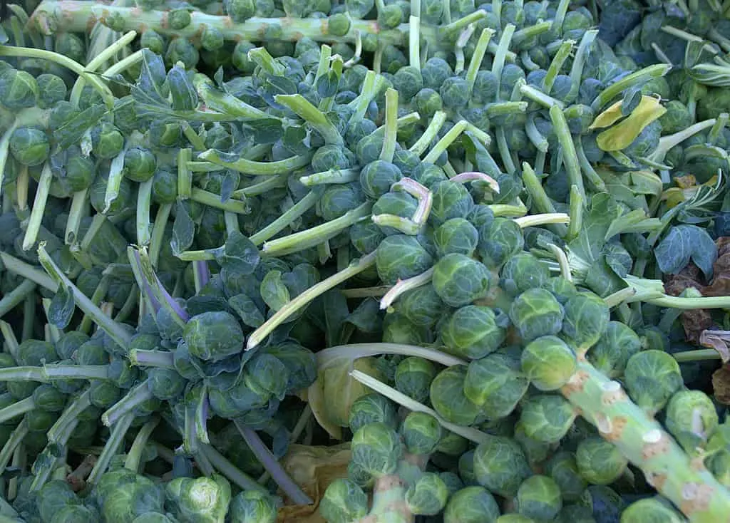 How To Grow Brussel Sprouts 2 How To Plant Brussel Sprouts