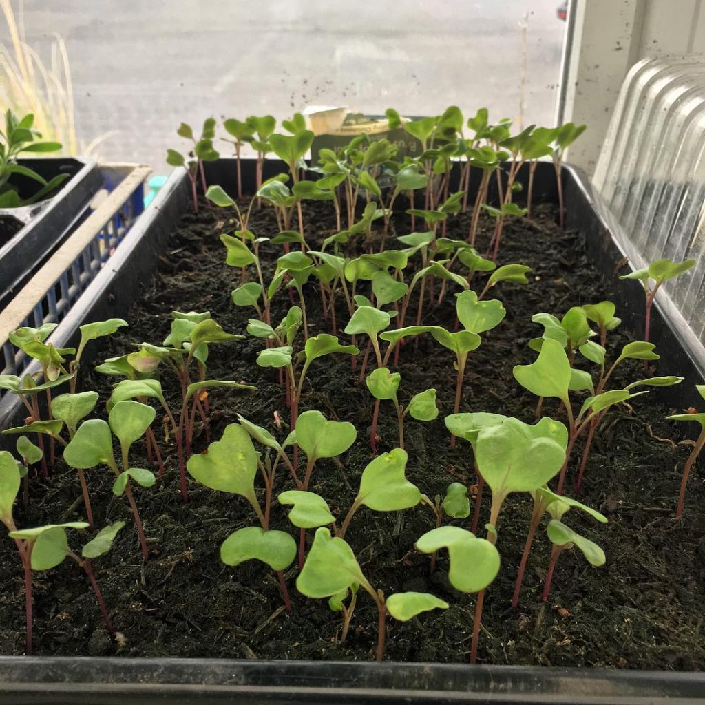 How to Grow Broccoli 2
