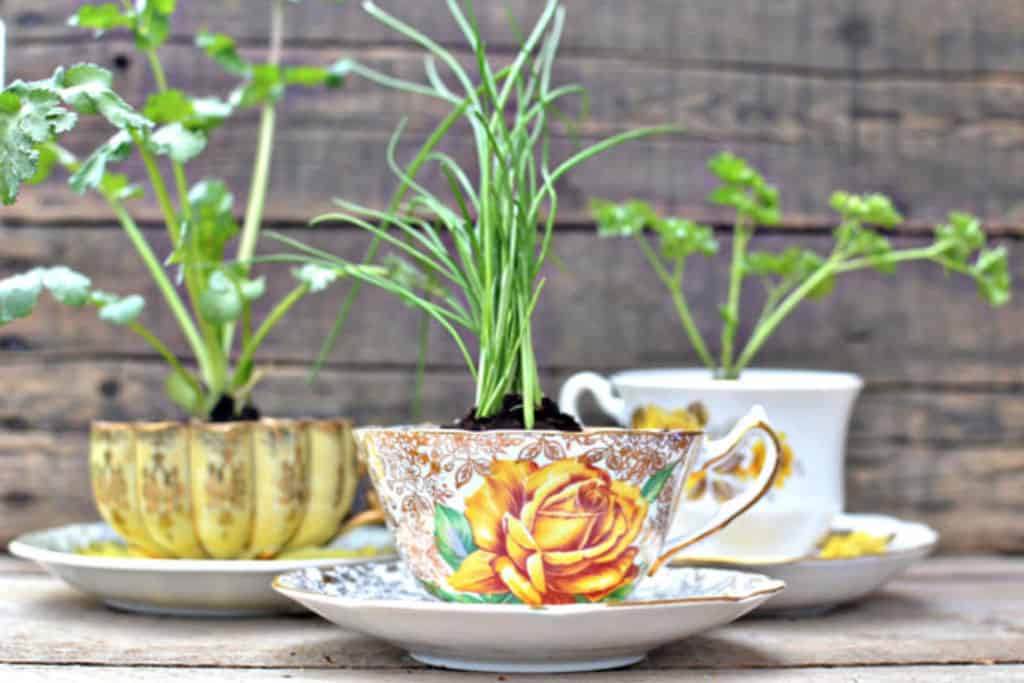 Kitchenware - Low-Budget DIY Garden Pots