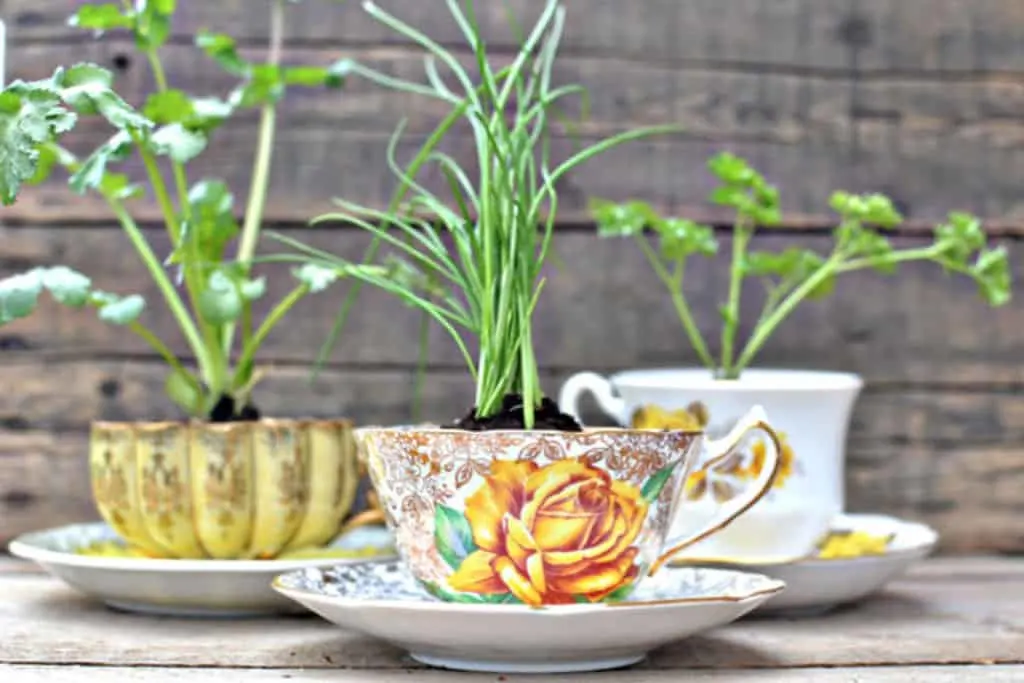 Kitchenware 1 Kitchenware - Low-Budget DIY Garden Pots