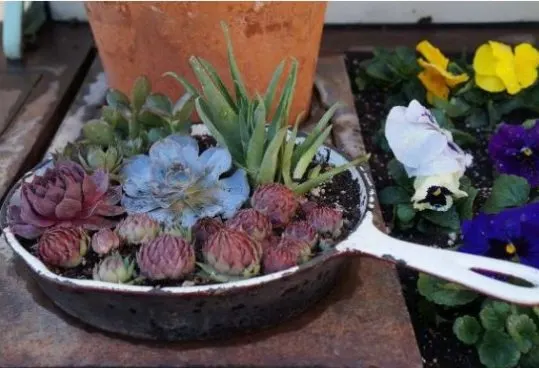 Kitchenware 2 Kitchenware - Low-Budget DIY Garden Pots